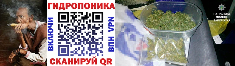 Каннабис сатива Ивангород